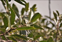 Ficus trigonata