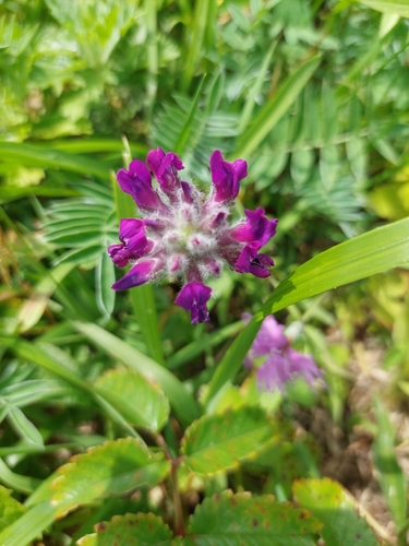 Oxytropis megalantha iNat (3)
