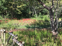 Lycoris radiata