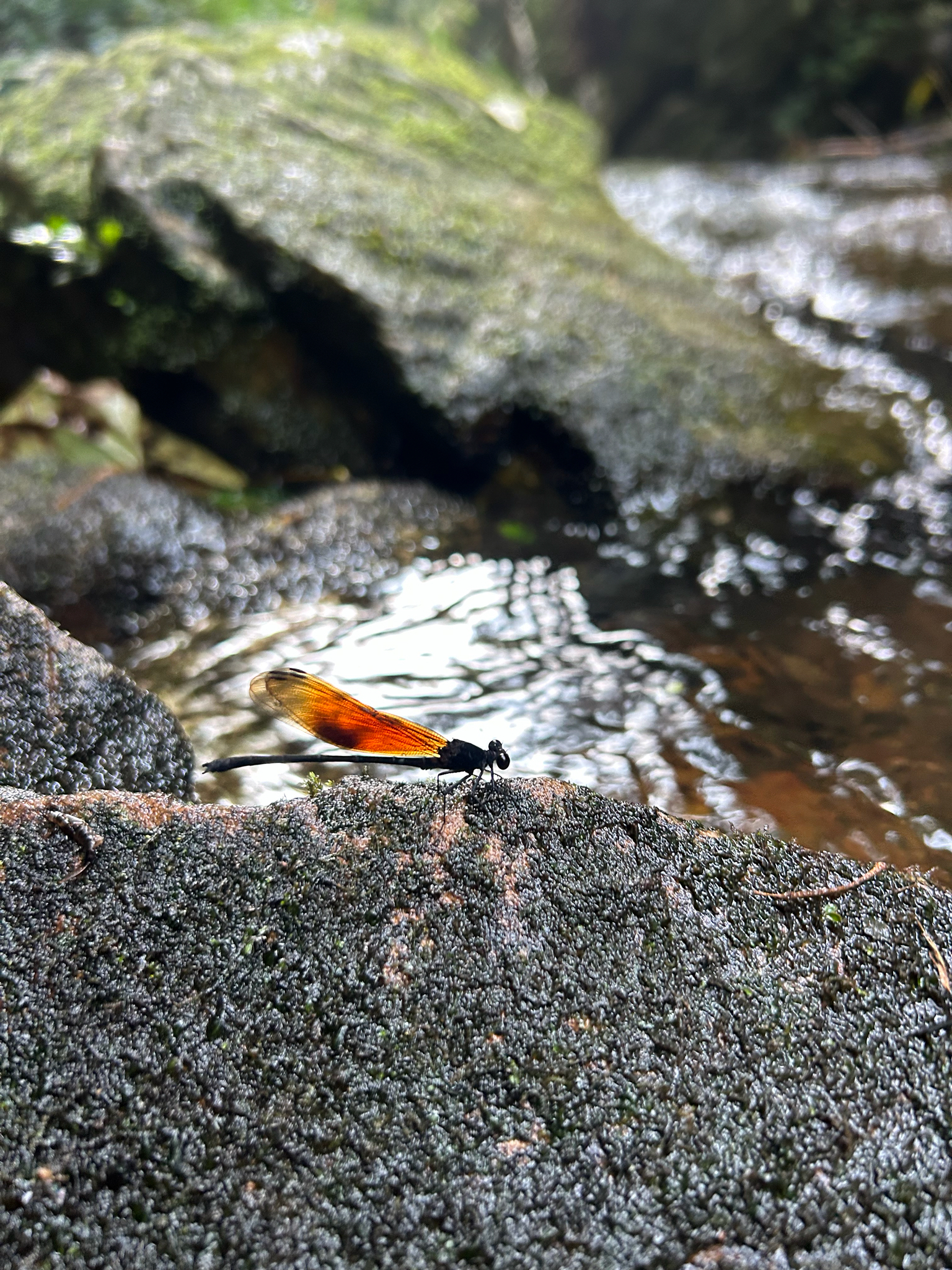 Ochraceous Satinwing