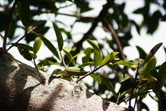 Ficus trigonata