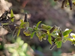 Rhopalomyia anthophila