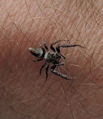 Opisthoncus polyphemus