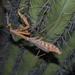 Sonoran Tiger Mantis - Photo (c) Miguel Gastelum, some rights reserved (CC BY-NC-ND), uploaded by Miguel Gastelum