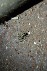 Cicindela carthagena