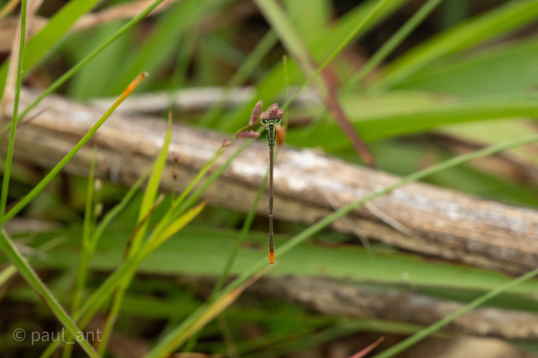Pygmy Dartlet
