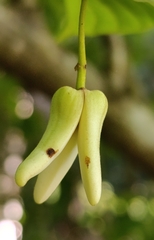 Netzannone (Annona reticulata): Herkunft und Verwendung — Foto 2