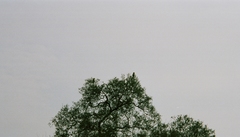 Amazona aestiva xanthopteryx