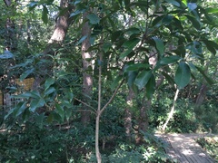 Lithocarpus edulis