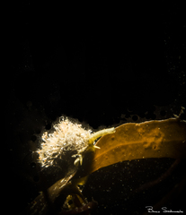 Mitridae