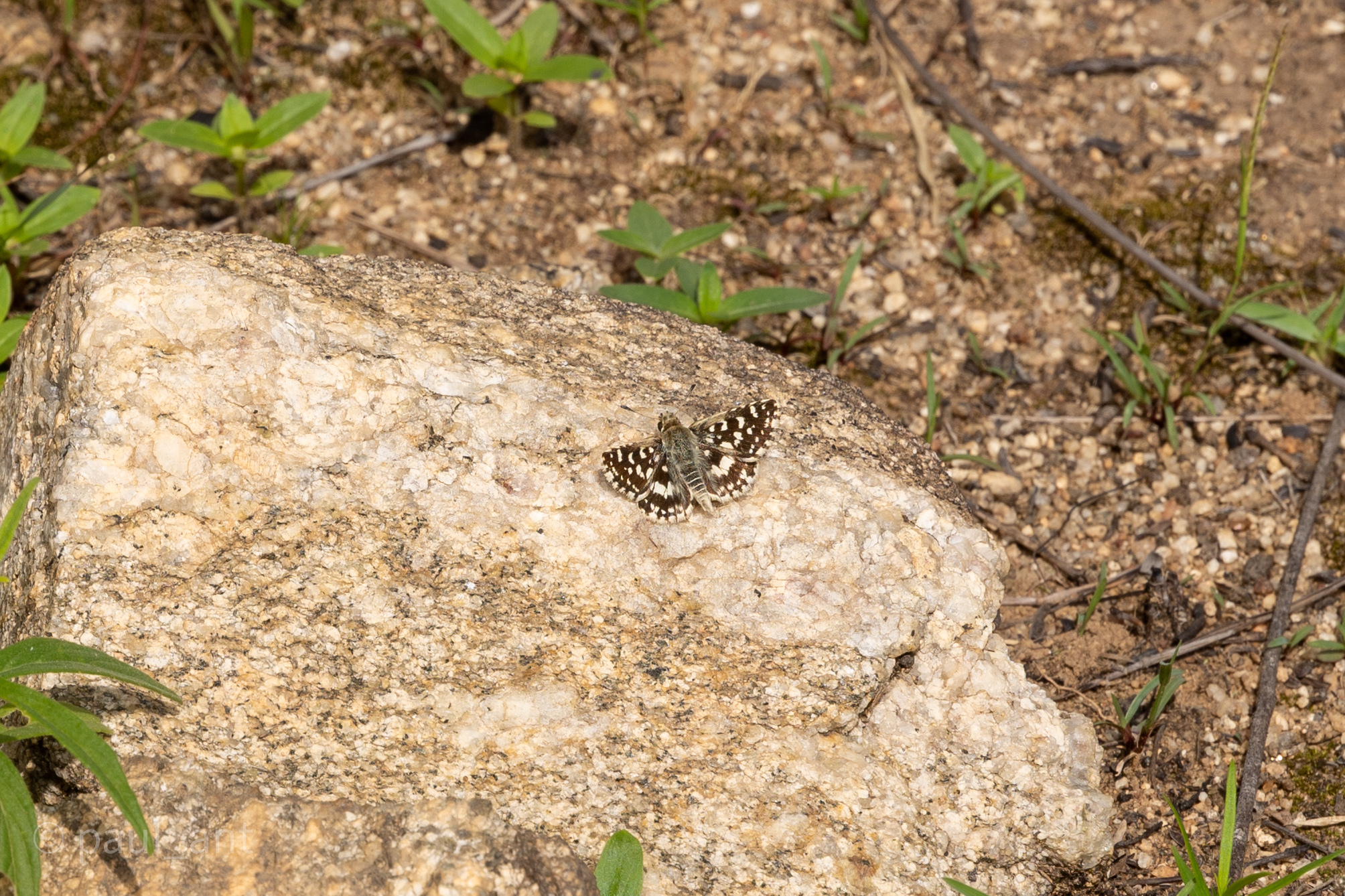 Asian Grizzled Skipper