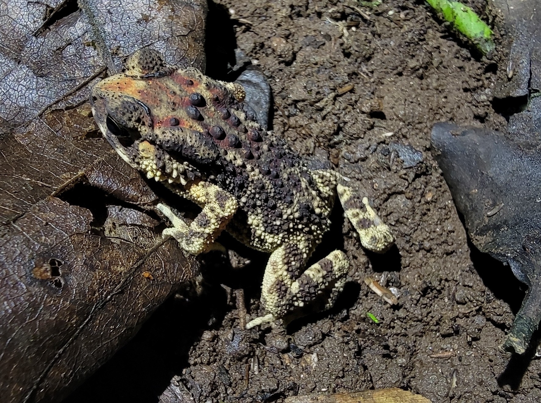 Indian Common True Toad