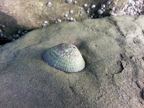 Lottia persona