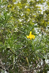 Cascabela thevetioides