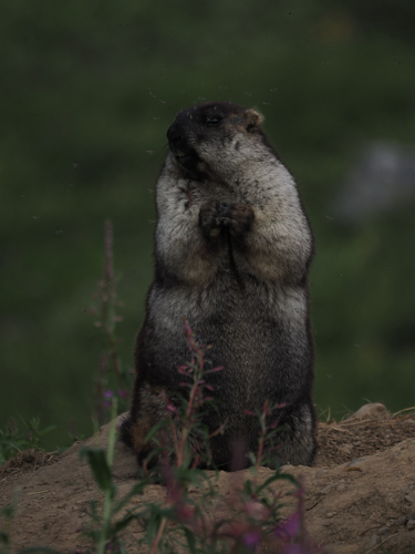 Marmota broweri observed by jcarcache