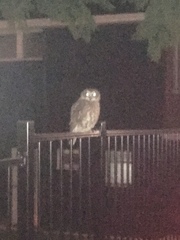 Ninox boobook boobook