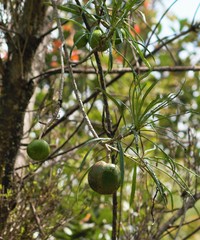 Cascabela thevetioides