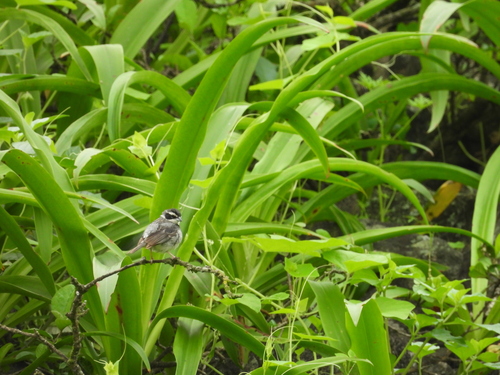 Collared Warbling Finch (Poospiza hispaniolensis), photo 9