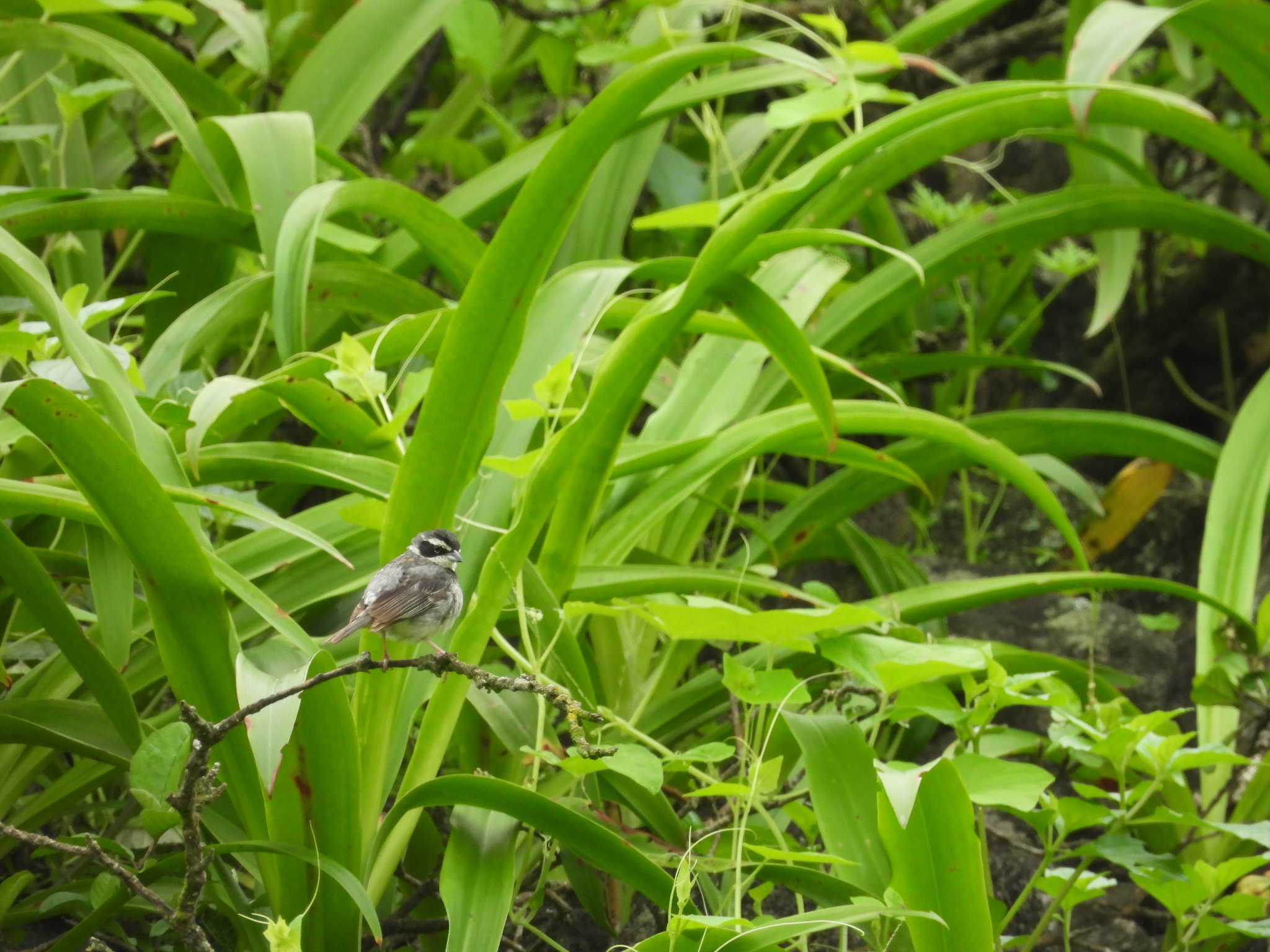 Collared Warbling Finch (Poospiza hispaniolensis), photo 9