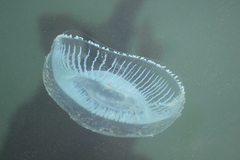 Aequorea