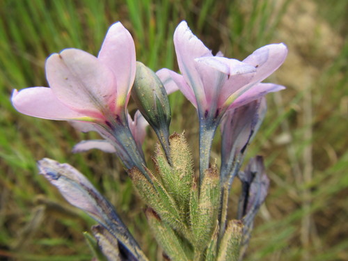 Image of Babiana purpurea by (c) douglaseustonbrown, some rights reserved (CC BY-SA)