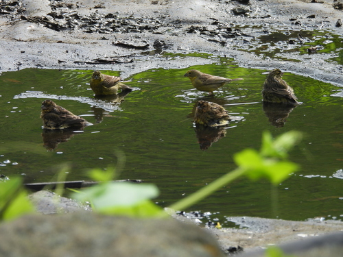 Raimondi's Yellow Finch (Sicalis raimondii), photo 3