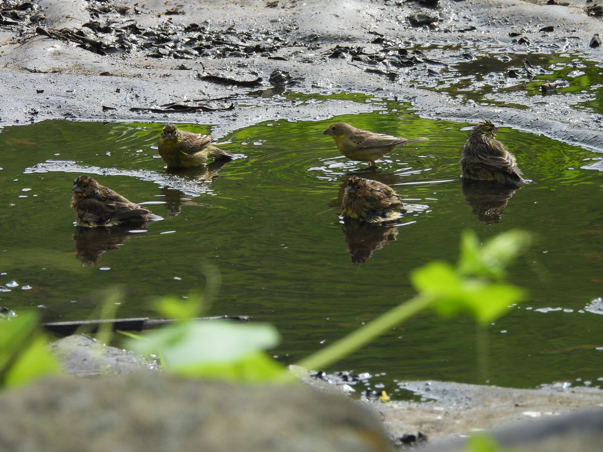 Raimondi's Yellow Finch (Sicalis raimondii), photo 3