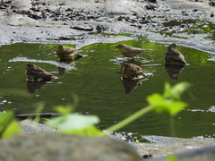 Raimondi's Yellow-Finch photo 3