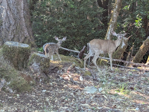 iNaturalist observation photo of Columbian Black-tailed Deer