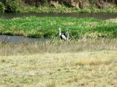 Bugeranus carunculatus