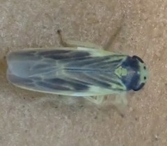 Macrosteles variatus