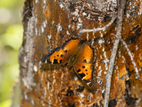 California Tortoiseshell