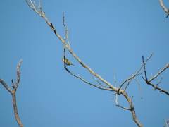 Zosterops simplex simplex