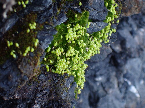 Porsild's Bryum (Haplodontium macrocarpum)