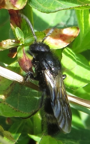 Mutilla marginata