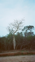 Ceiba chodatii