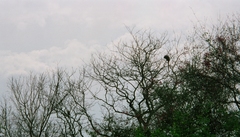 Plecturocebus pallescens