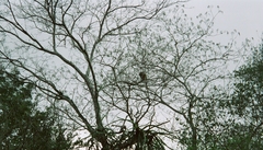 Plecturocebus pallescens