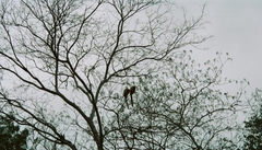 Plecturocebus pallescens