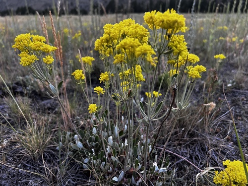 Sulfur Buckwheat