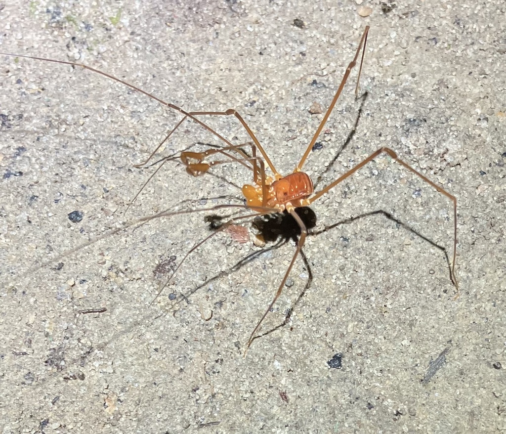 Obidosus longipalpis