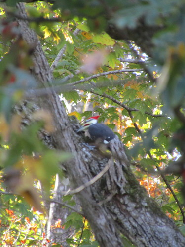 Pileated Woodpecker photographed in North Carolina