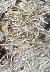 Pelvetiopsis limitata