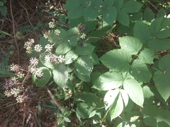 Aralia continentalis