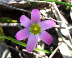 Romulea rosea australis