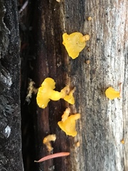 Heterotextus luteus
