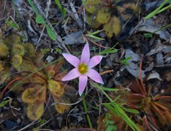 Romulea rosea australis
