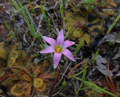 Romulea rosea australis