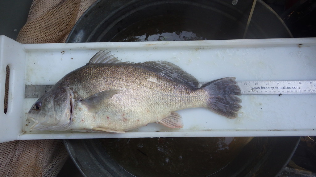 Freshwater Drum (Wildlife of John Martin Reservoir State Park ...