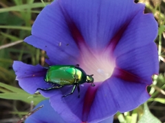 Calomacraspis splendens